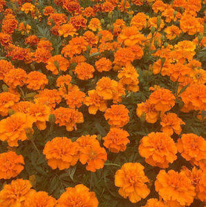 Meet your Posher, Addison